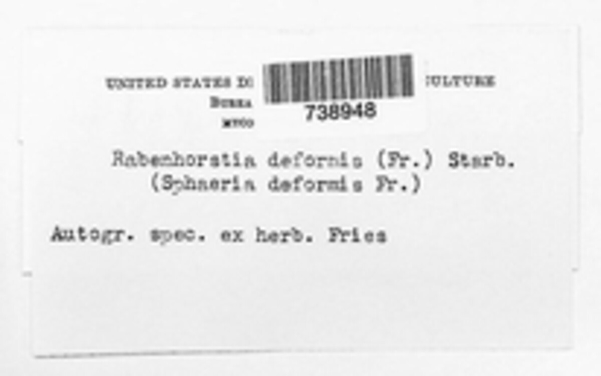 Rabenhorstia deformis image